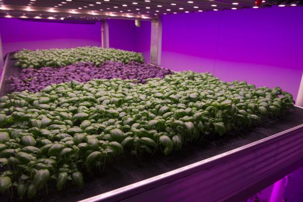 Masterclass Smart Farming Plant: woensdag 6 december